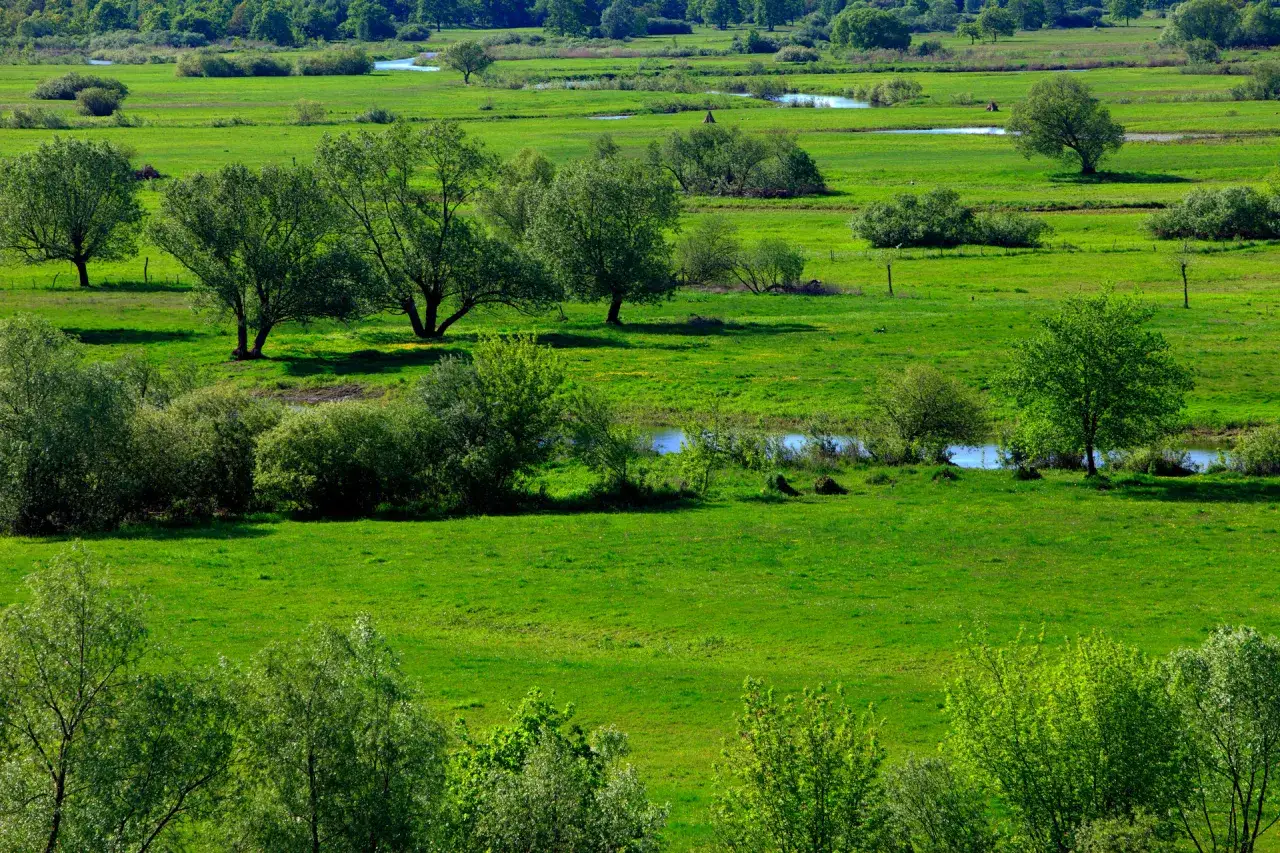 Zdjęcie Biebrzański Park Narodowy - największy park narodowy w Polsce