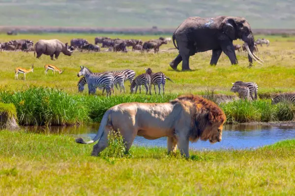 Jakie zwierzęta żyją w Afryce? Odkryj fascynującą faunę kontynentu